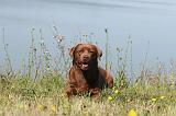 LABRADOR 018
